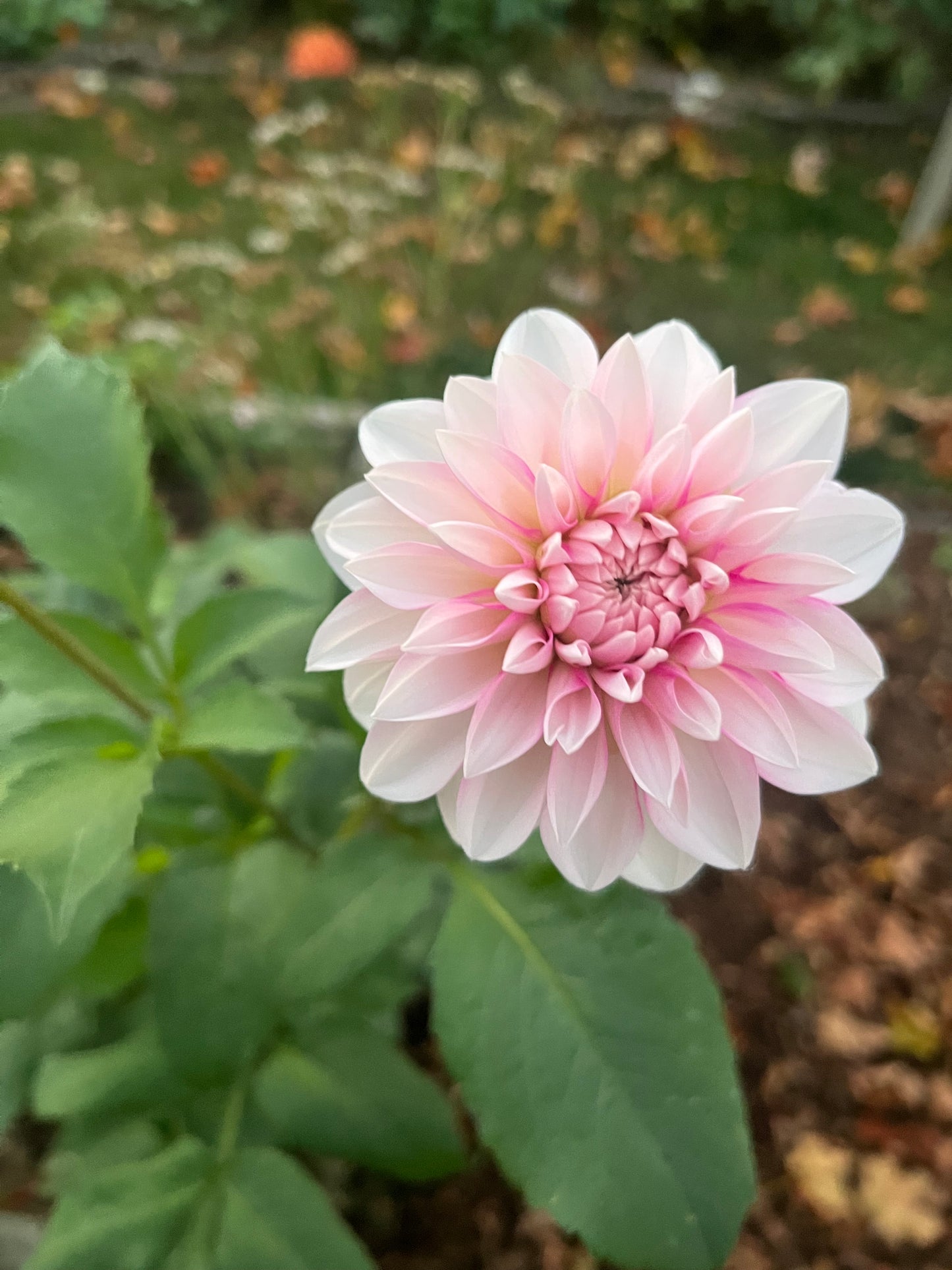 Budapest Blush
