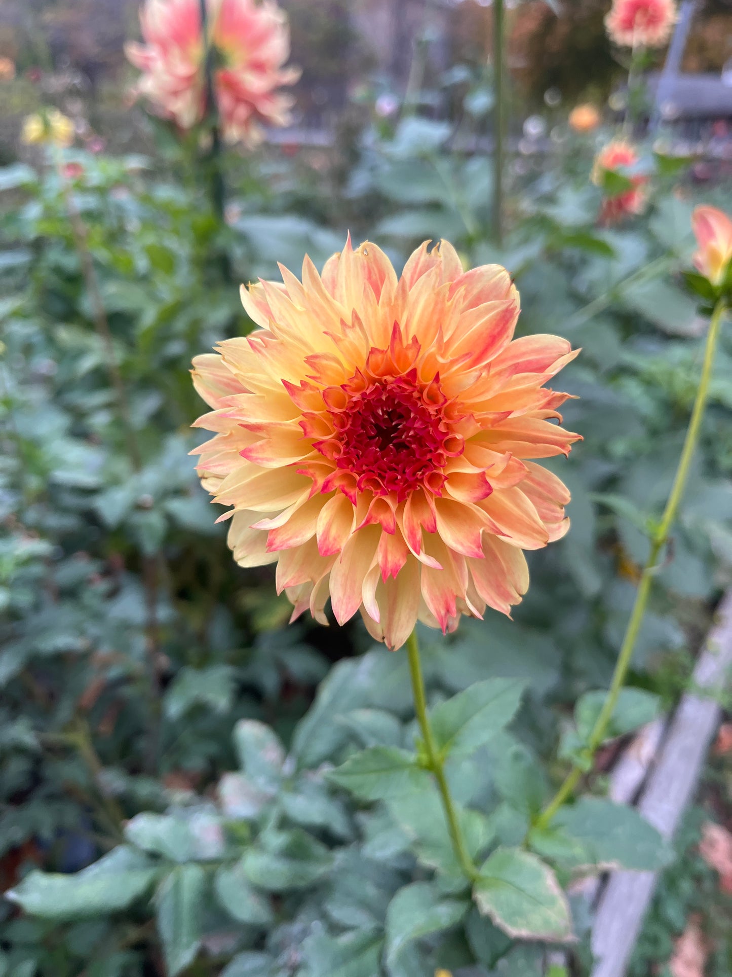 Bloomquist Georgia C