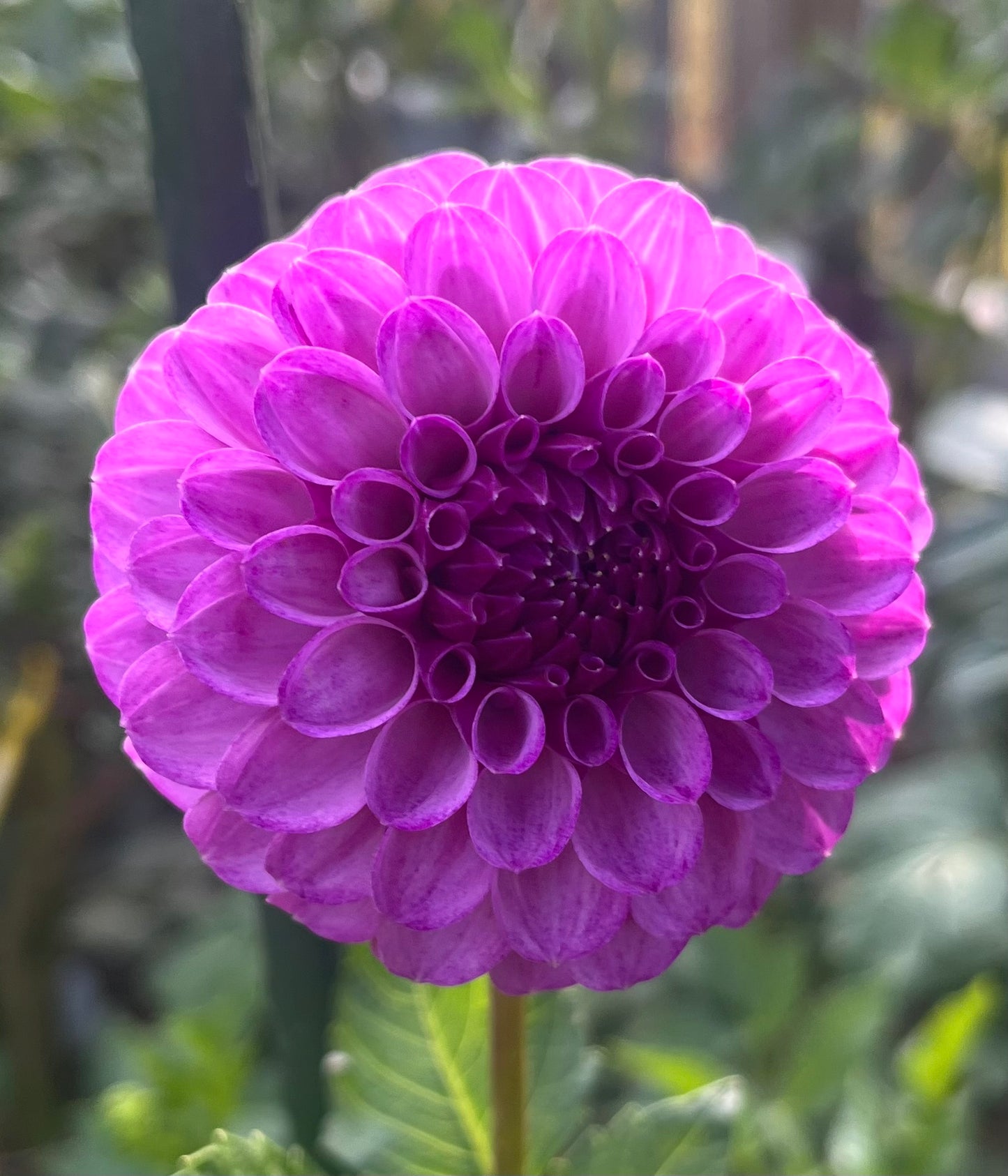 Robann Royal