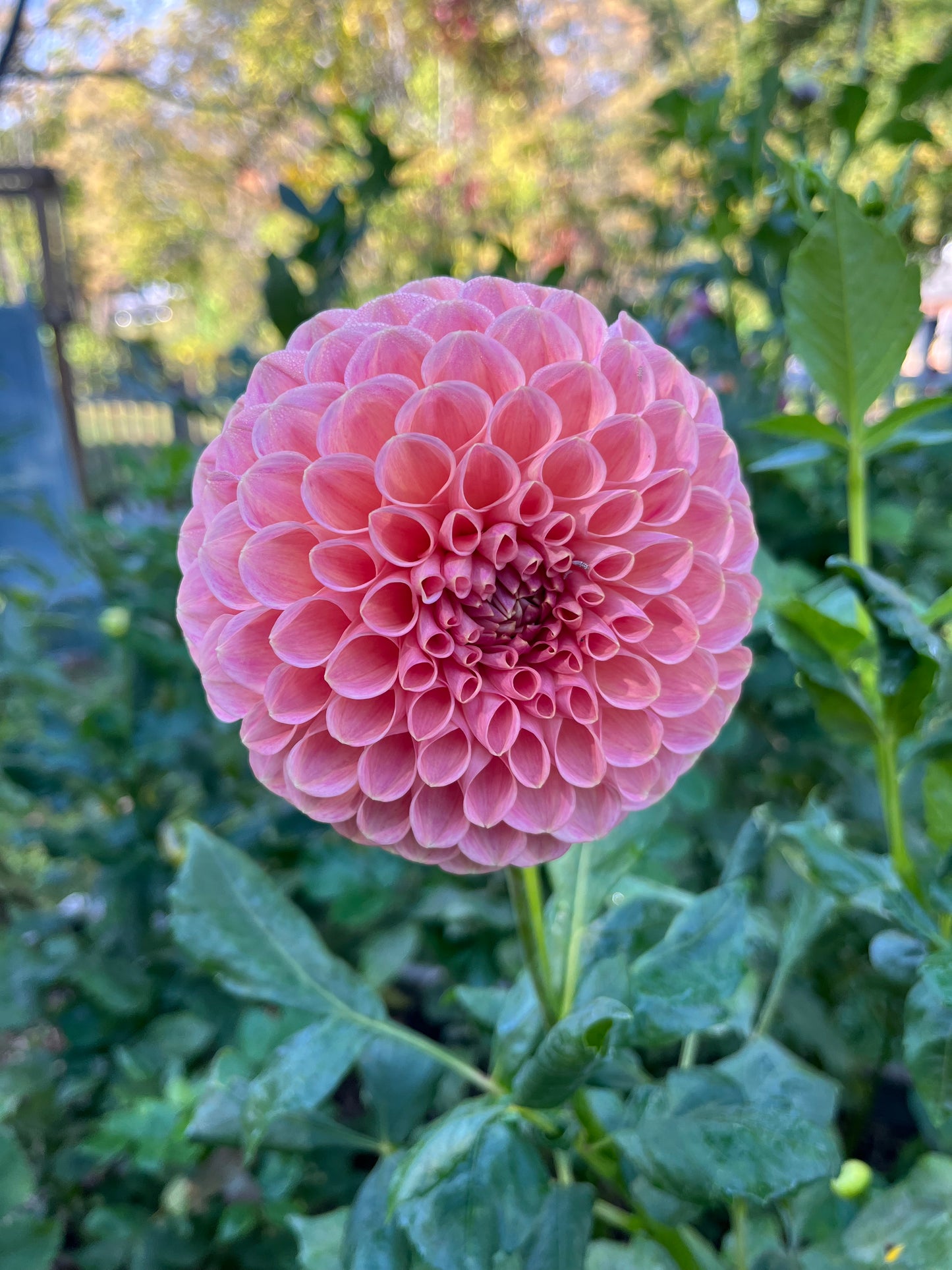 Clearview Peachy