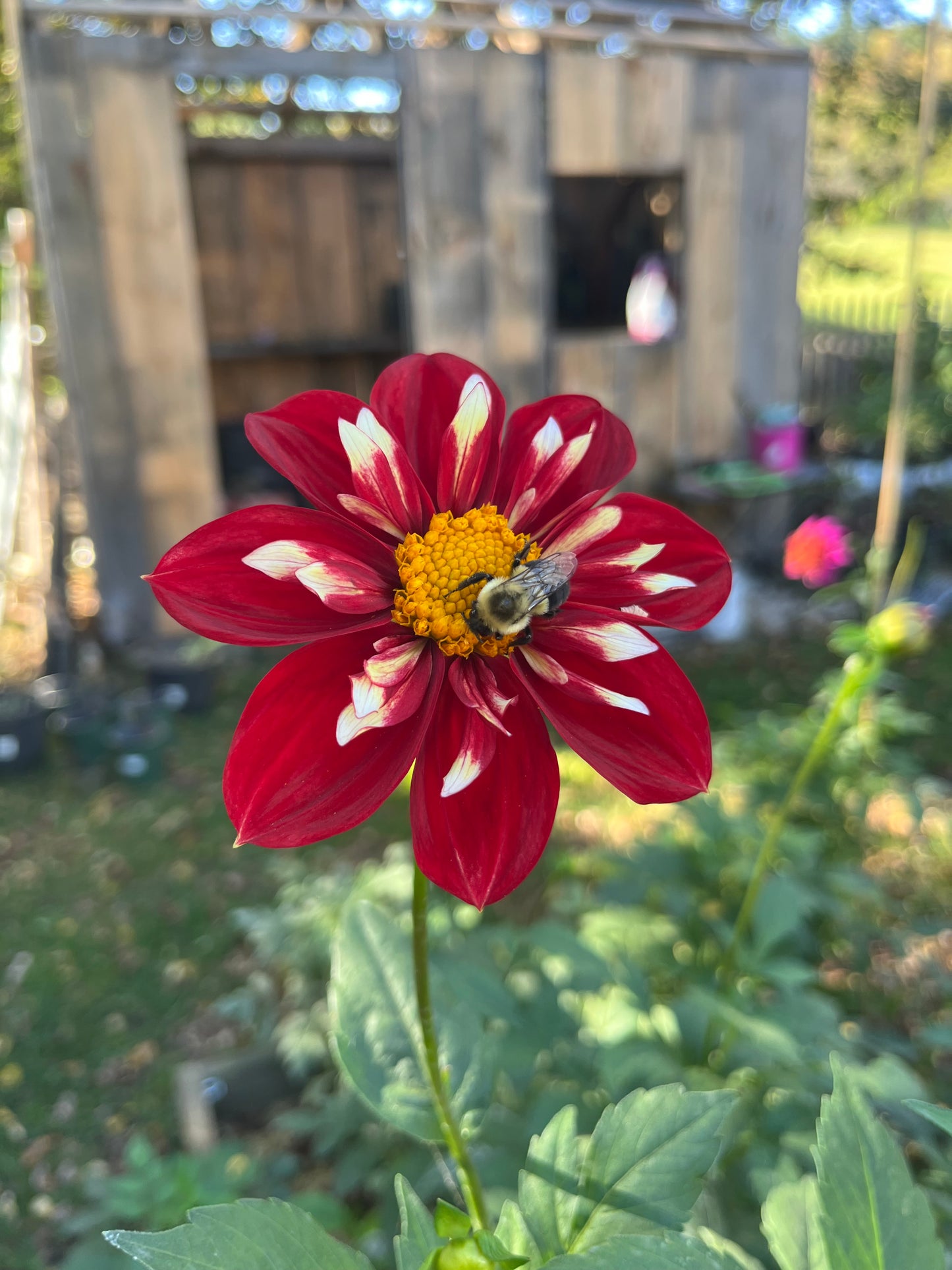 Bloomquist Bouquet