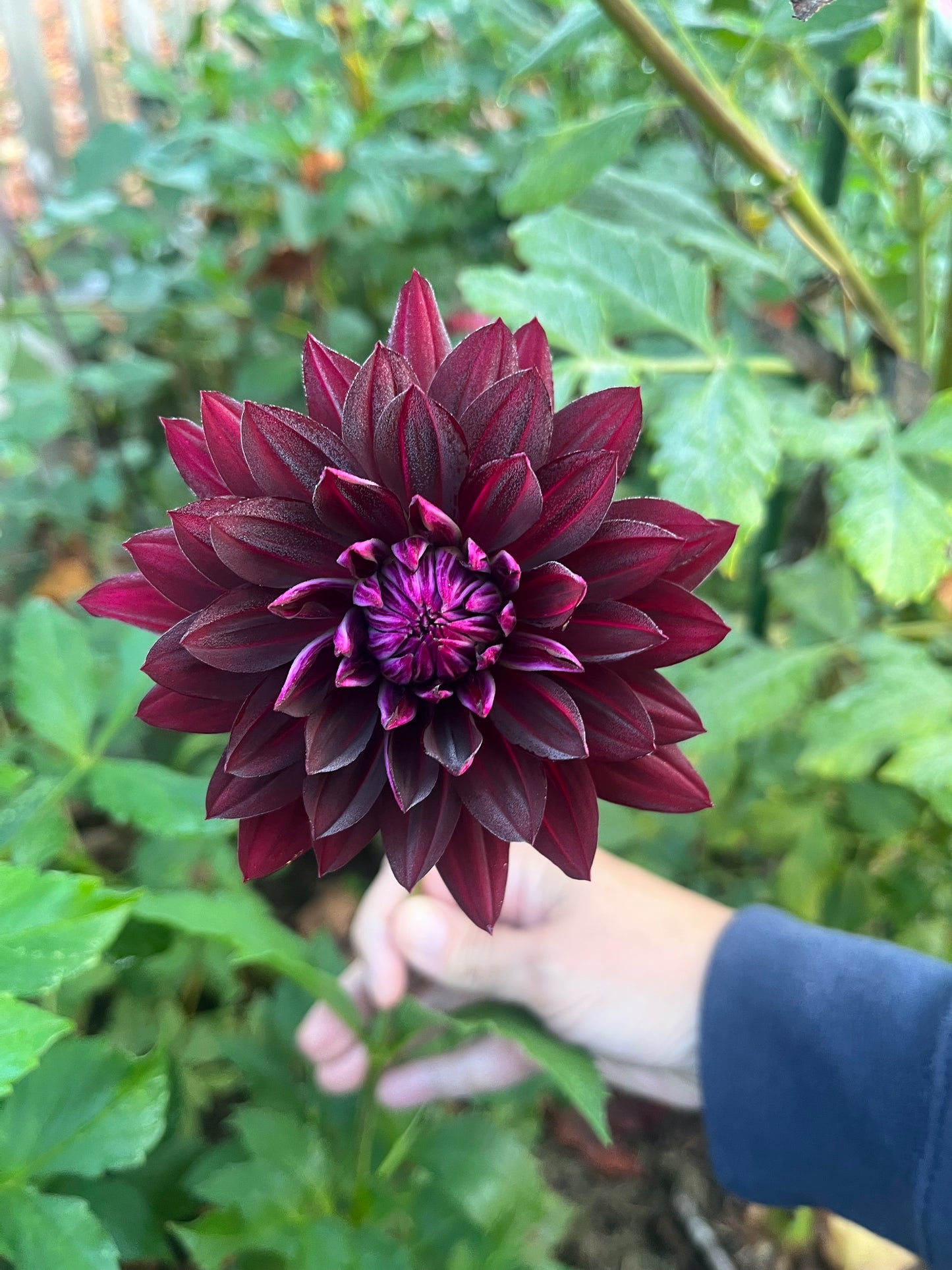 Hollyhill Black Beauty