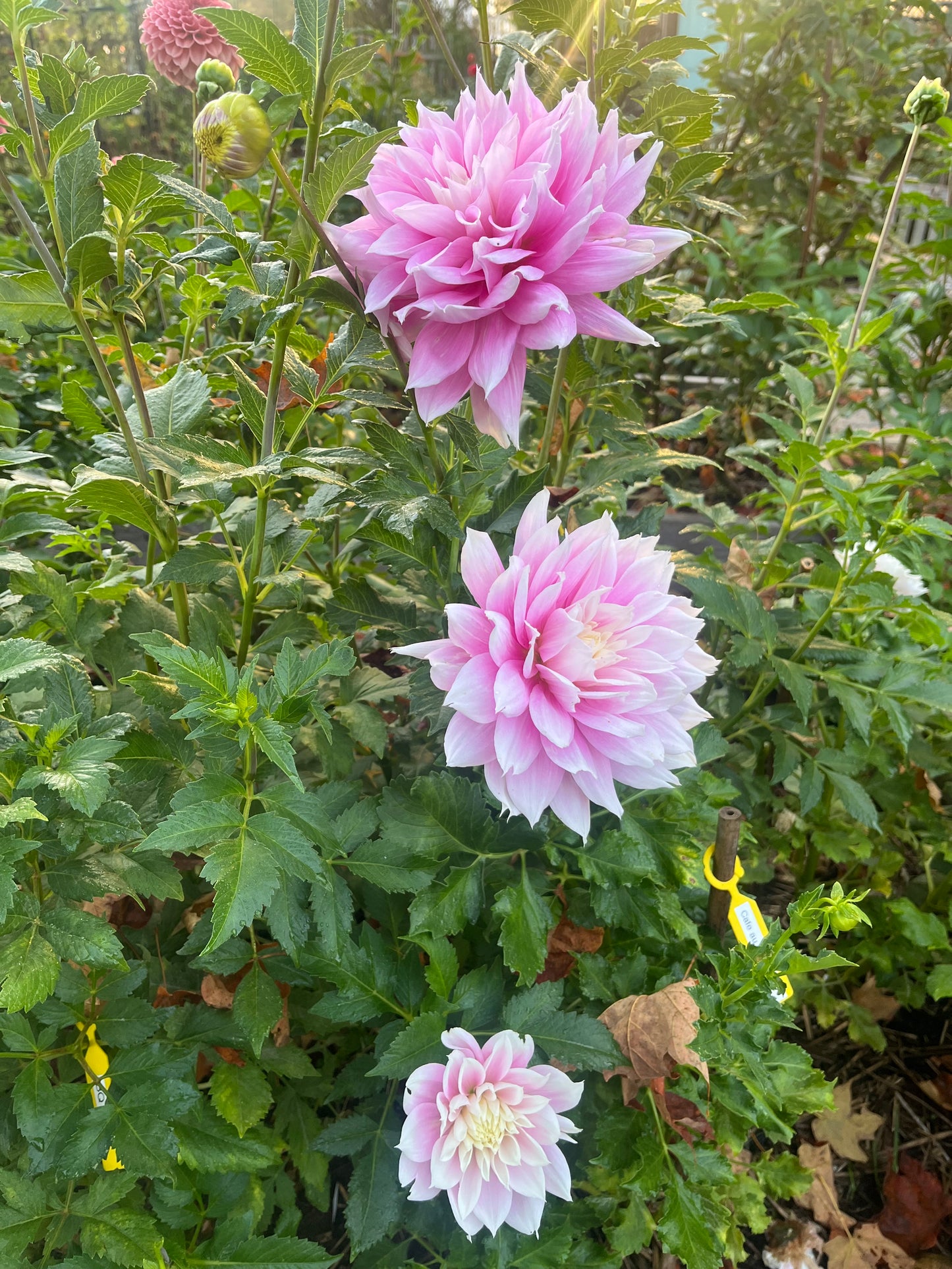 Cafe au Lait Mini/Jolene