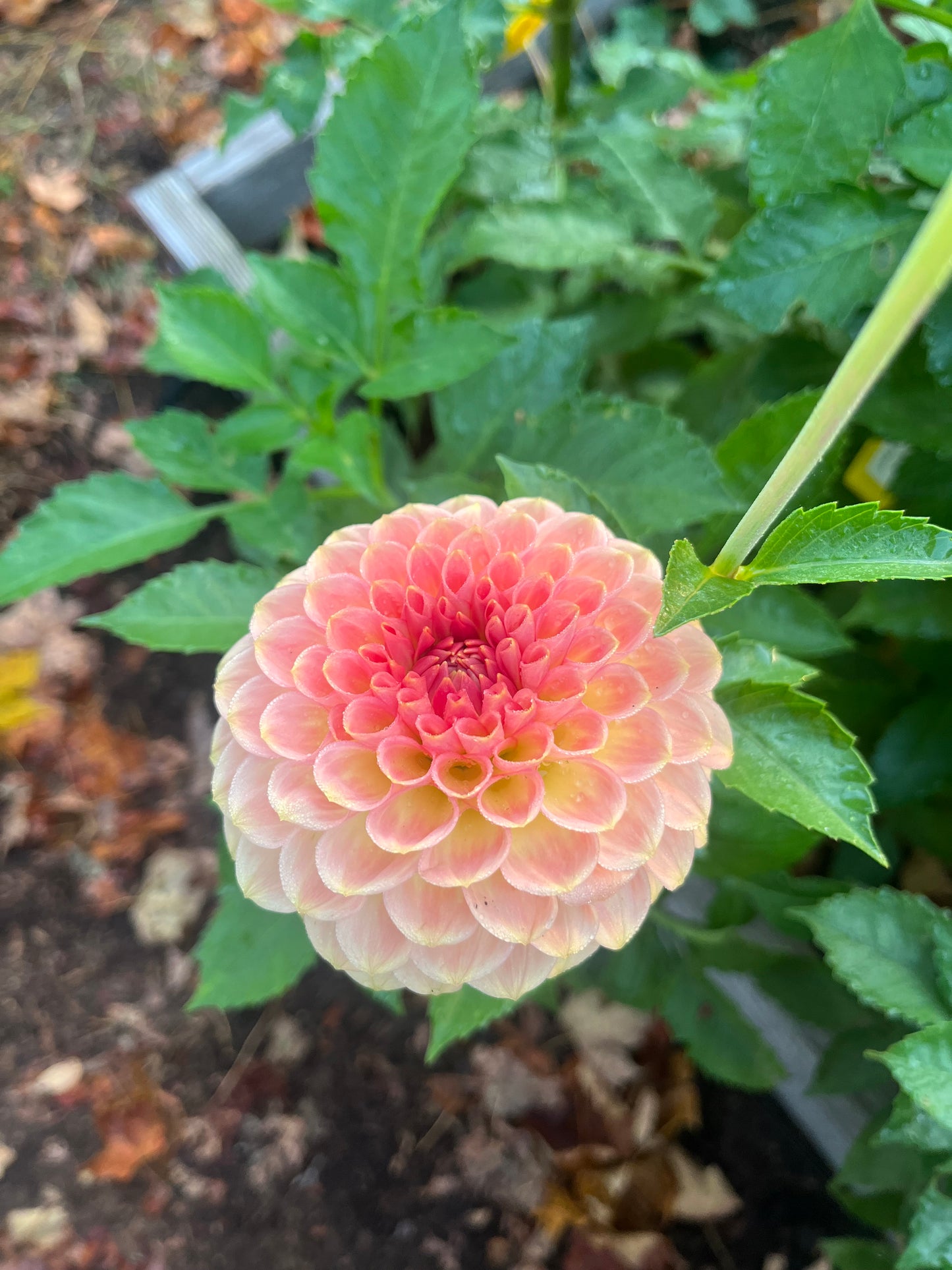 20th Ave Softer Peach