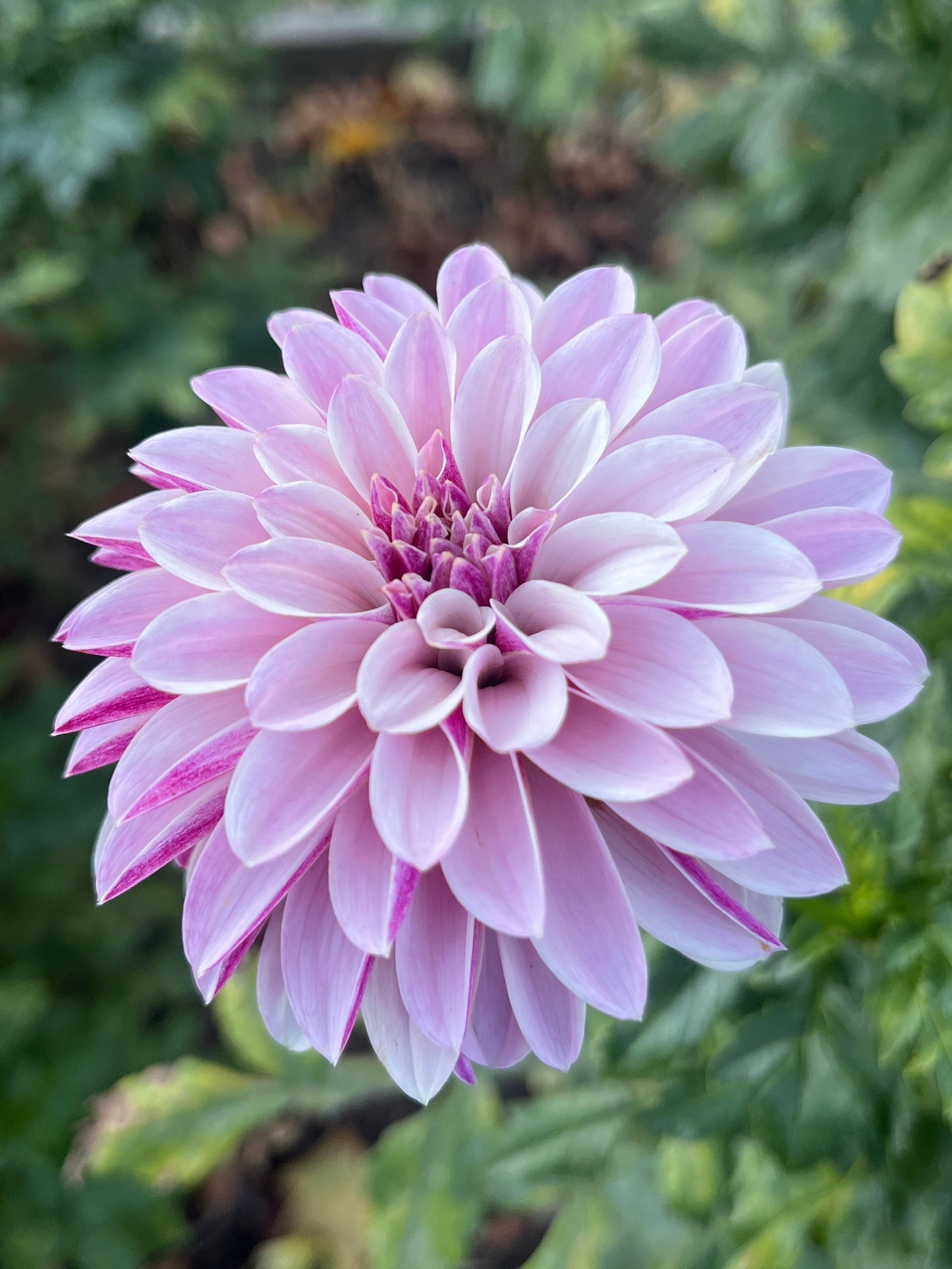 Salish Twilight Girl