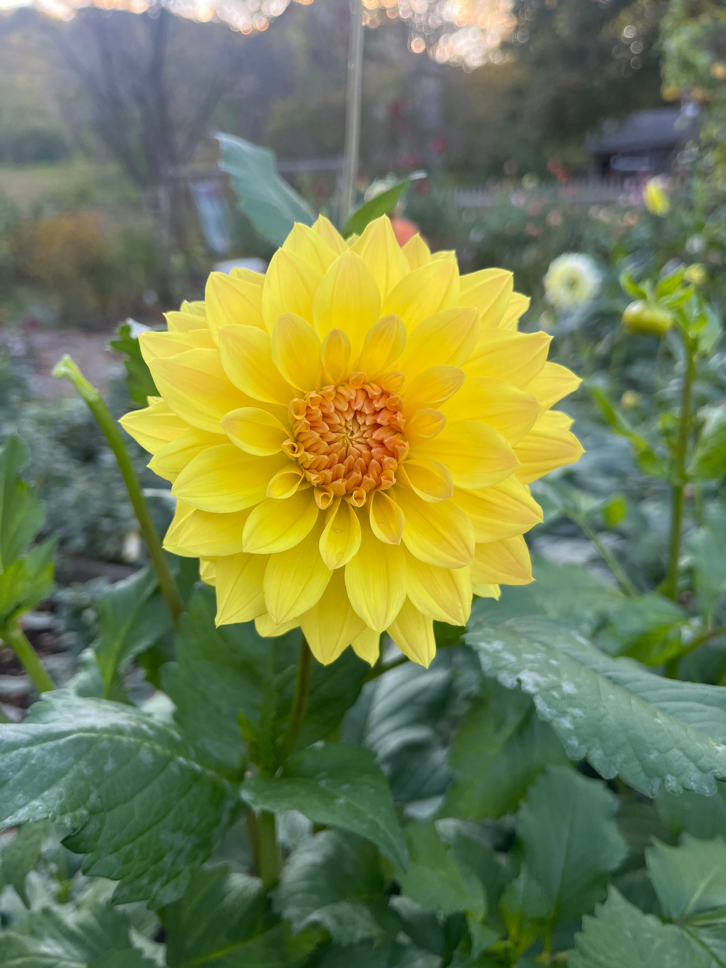 Coseytown Goldilocks