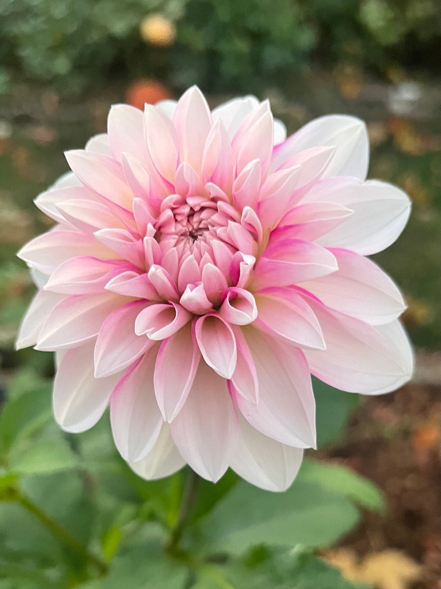 Budapest Blush