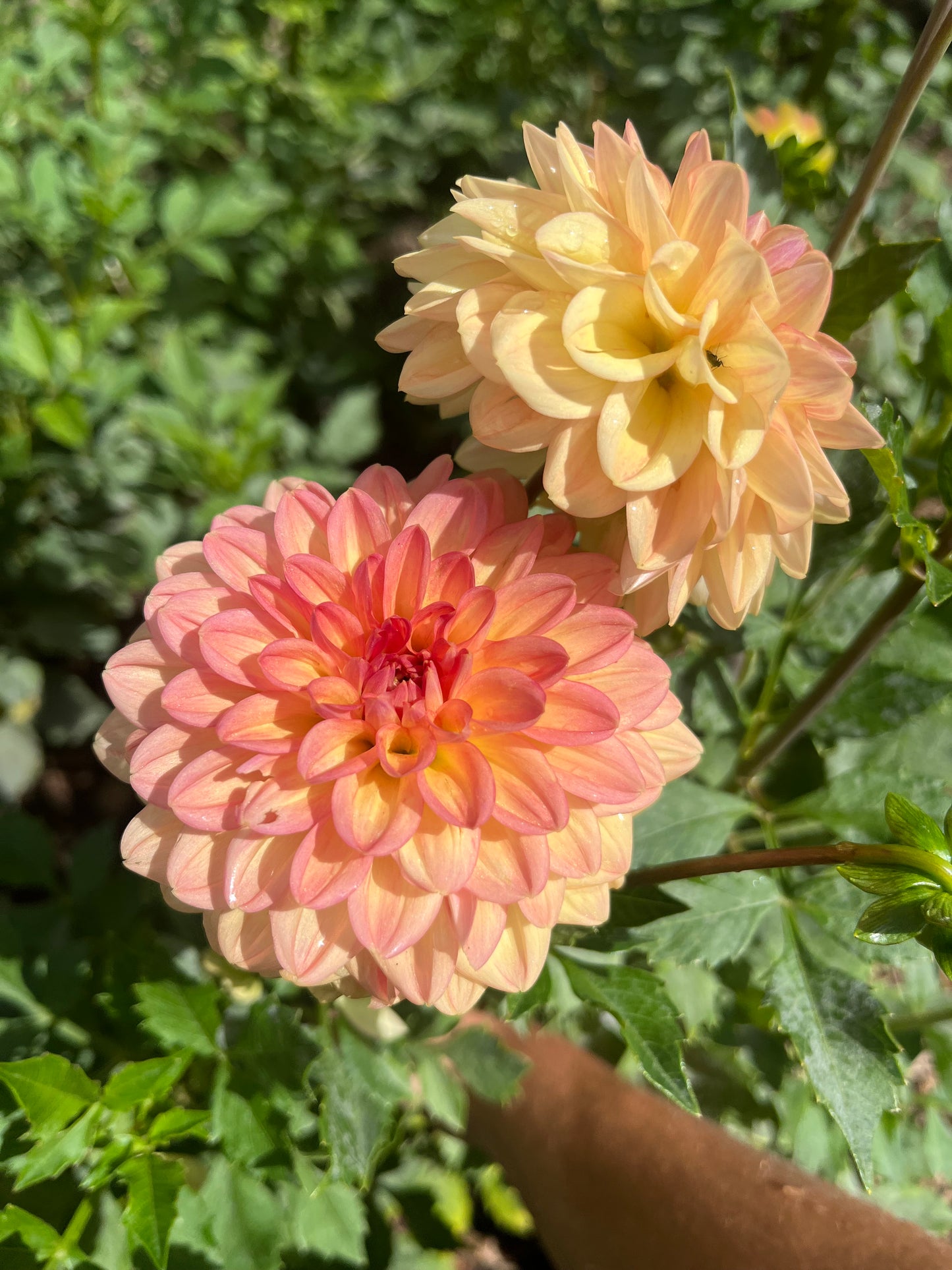 Lark's Ebbe