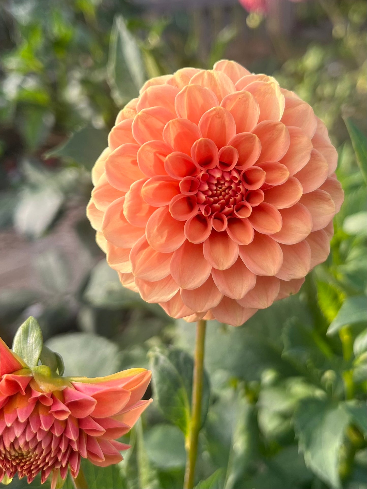Rose Tuscano