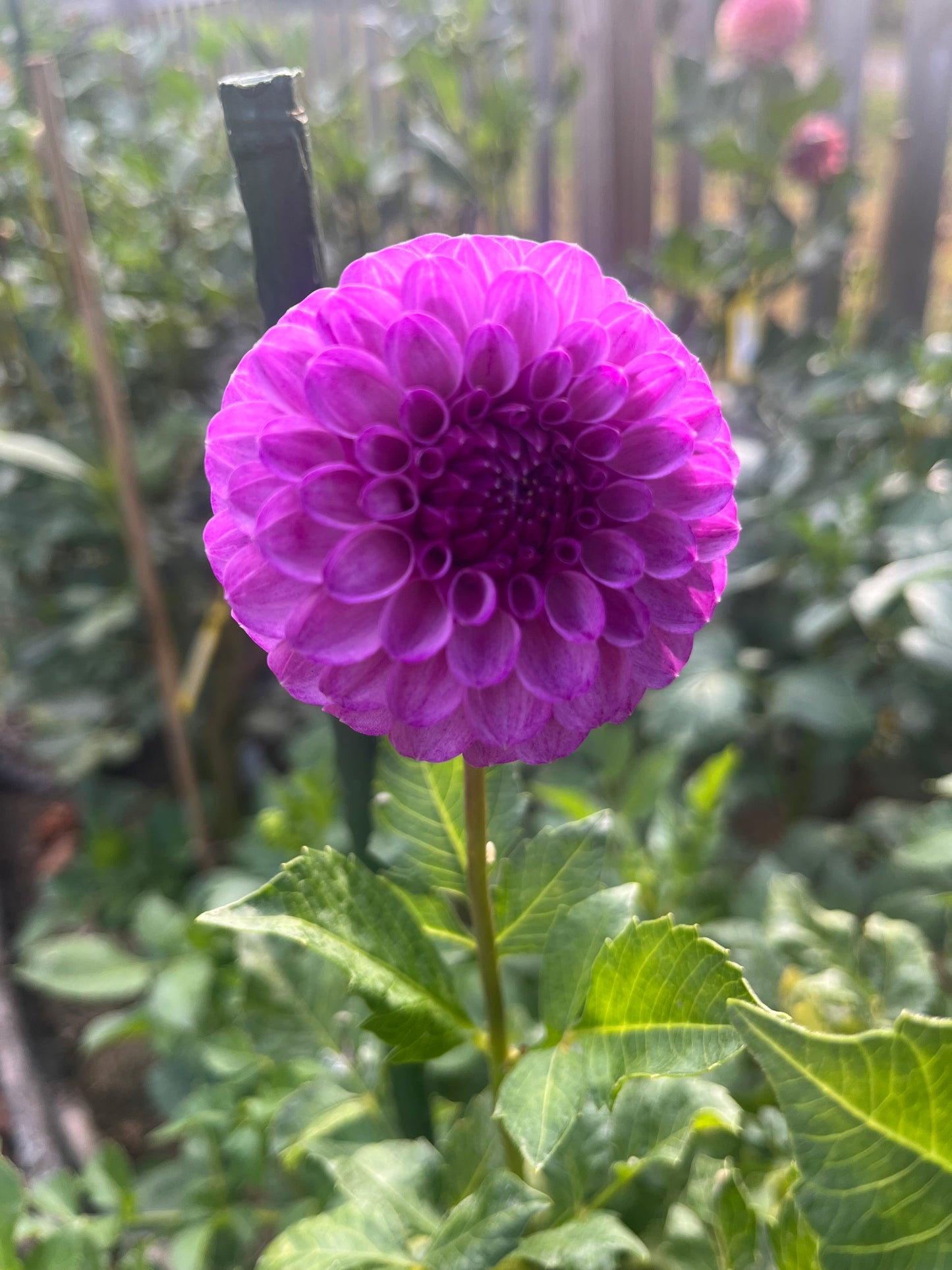Robann Royal