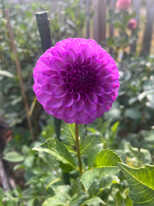 Robann Royal
