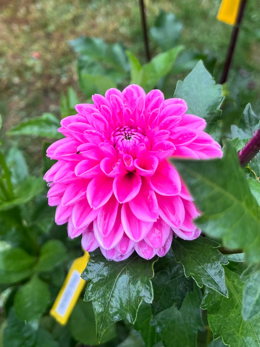 Pink Sylvia