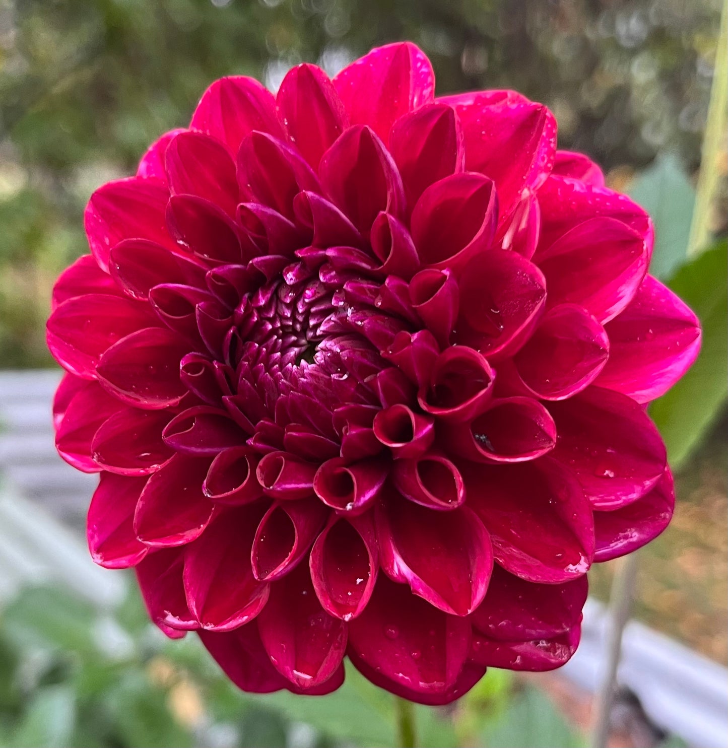 CT Dolly's Heart
