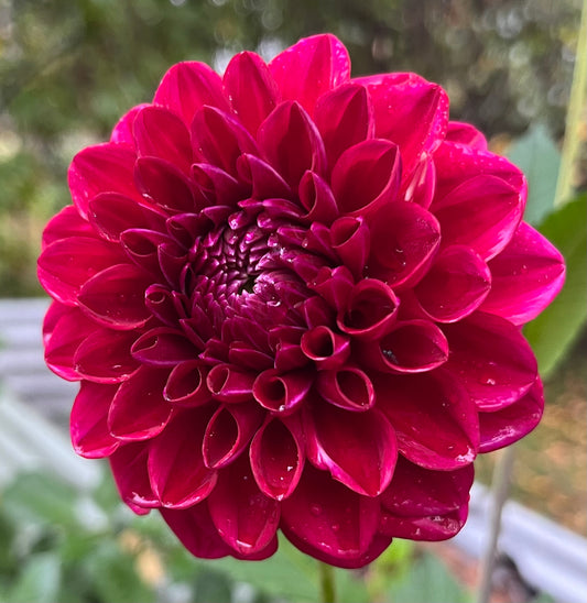 CT Dolly's Heart