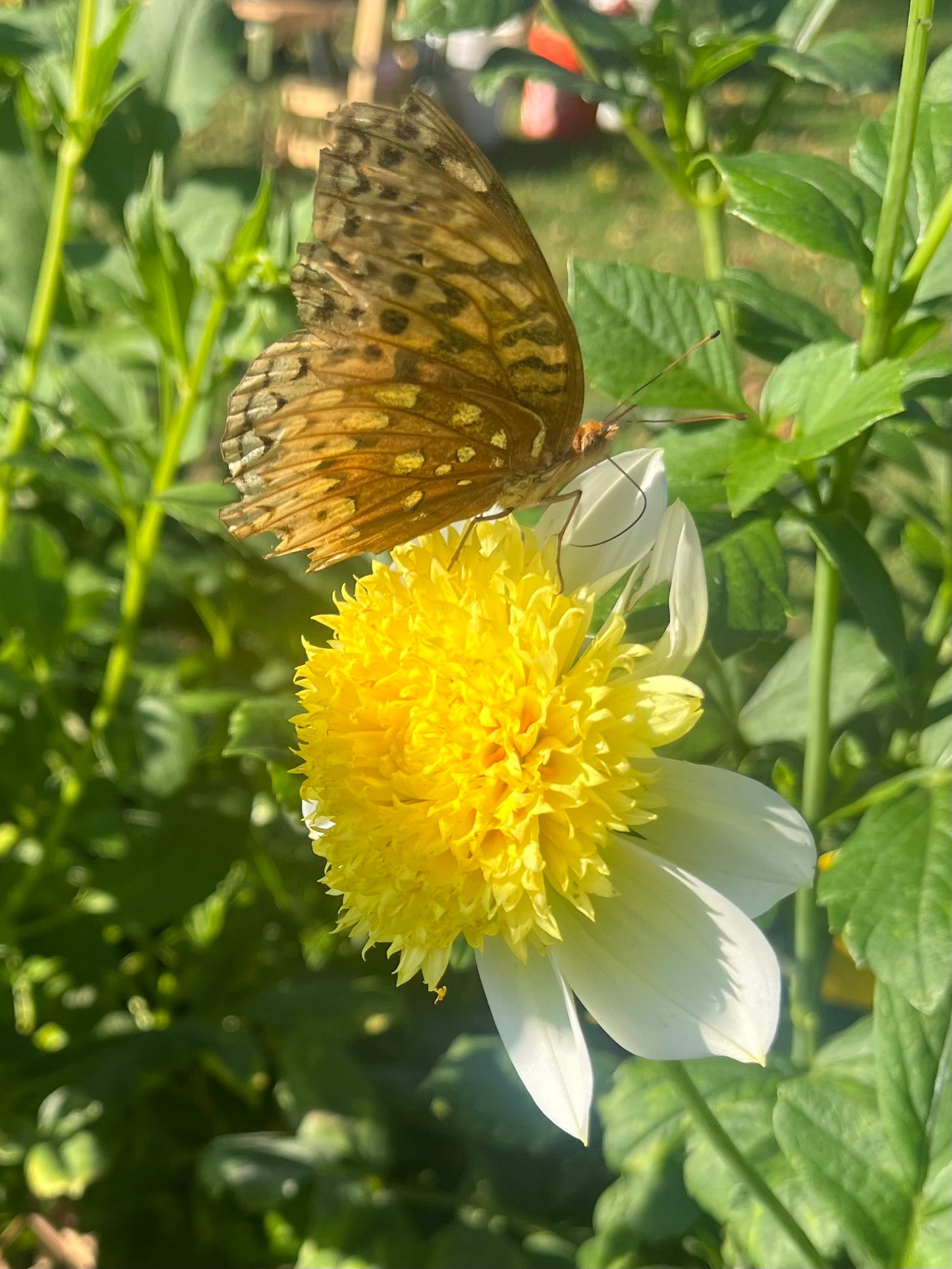 Sandia Summertime
