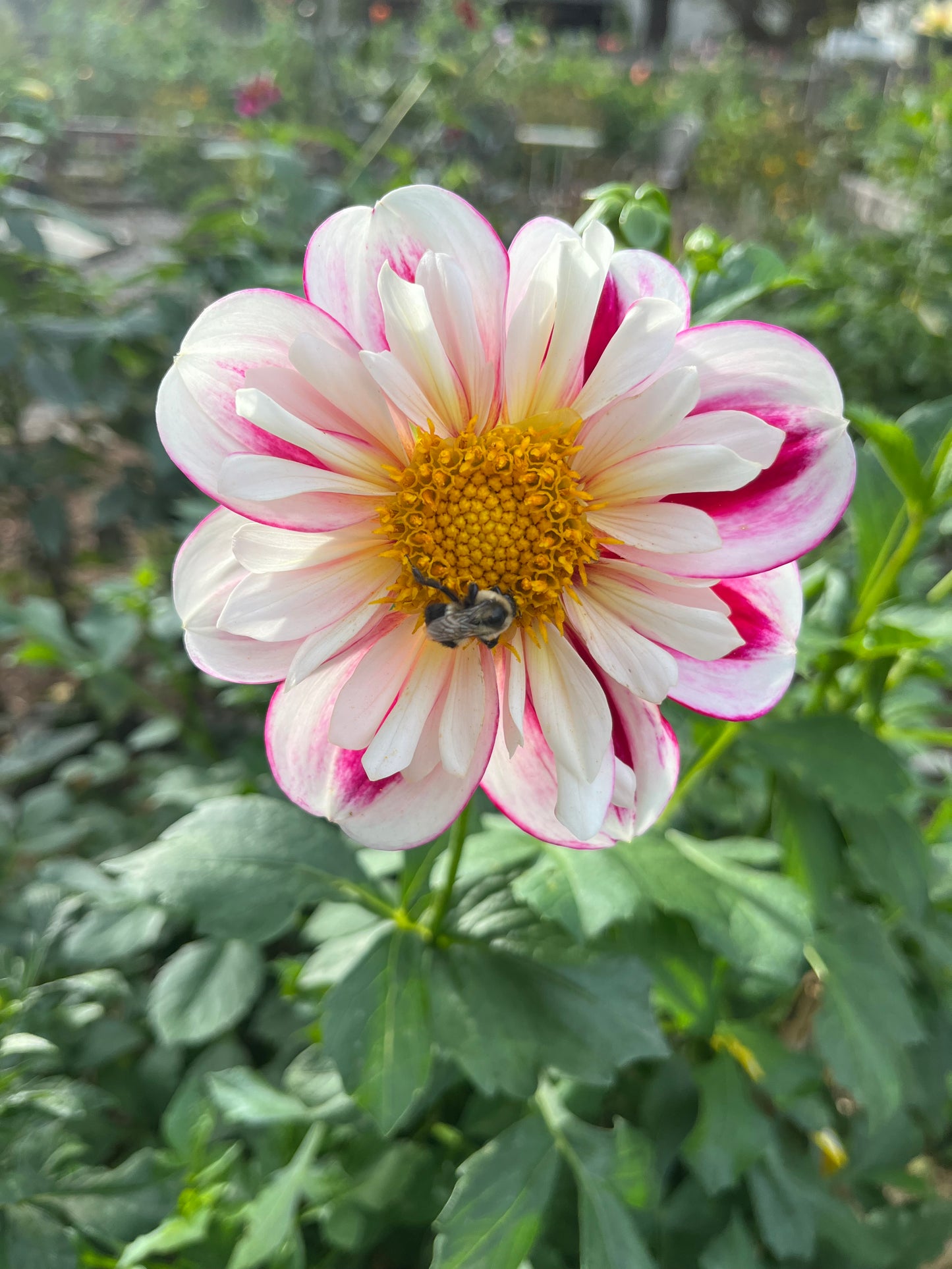 Bumble Rumble