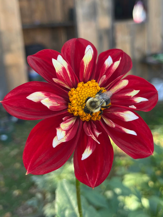 Bloomquist Bouquet