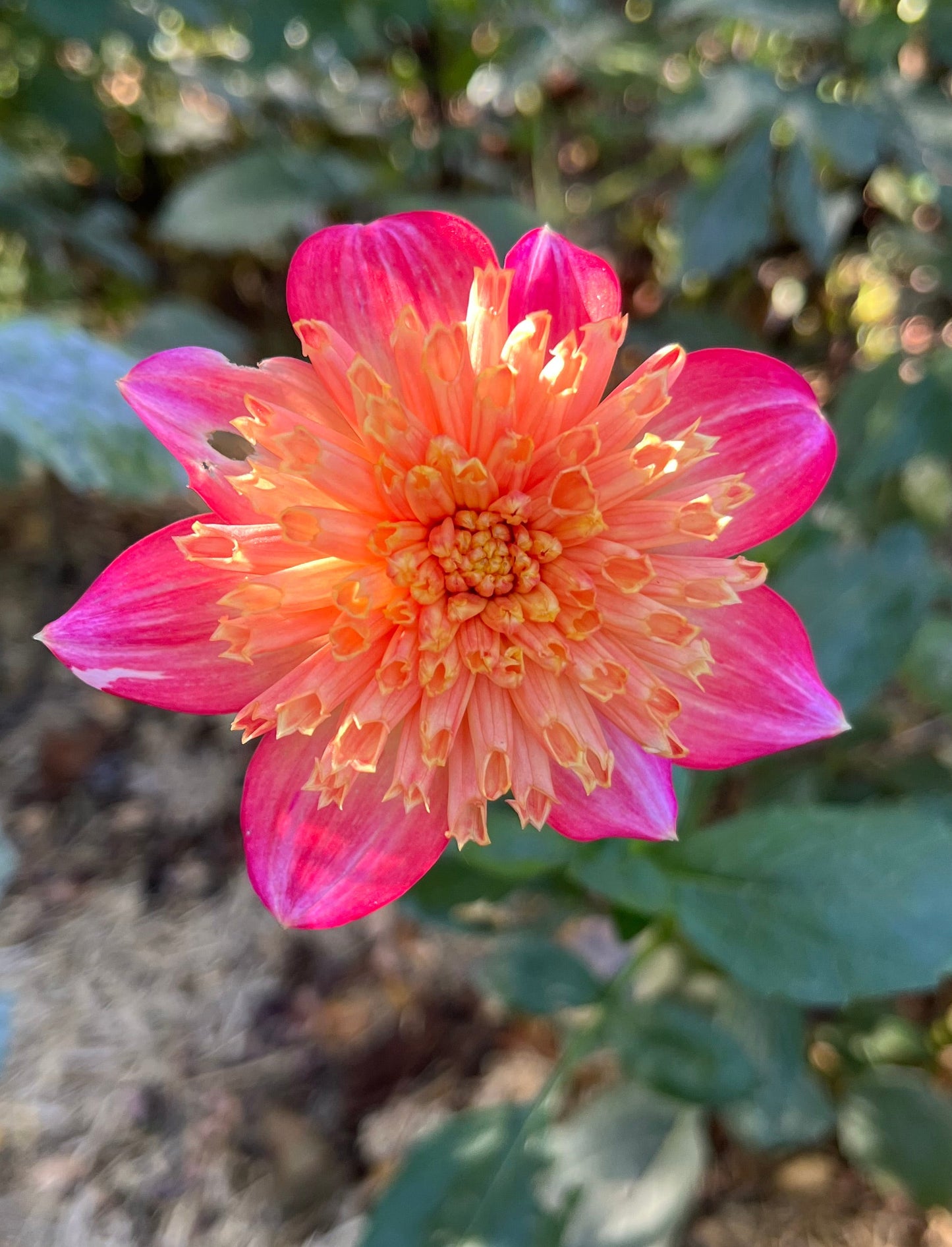 Totally Tangerine