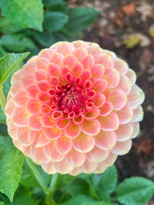 20th Ave Softer Peach