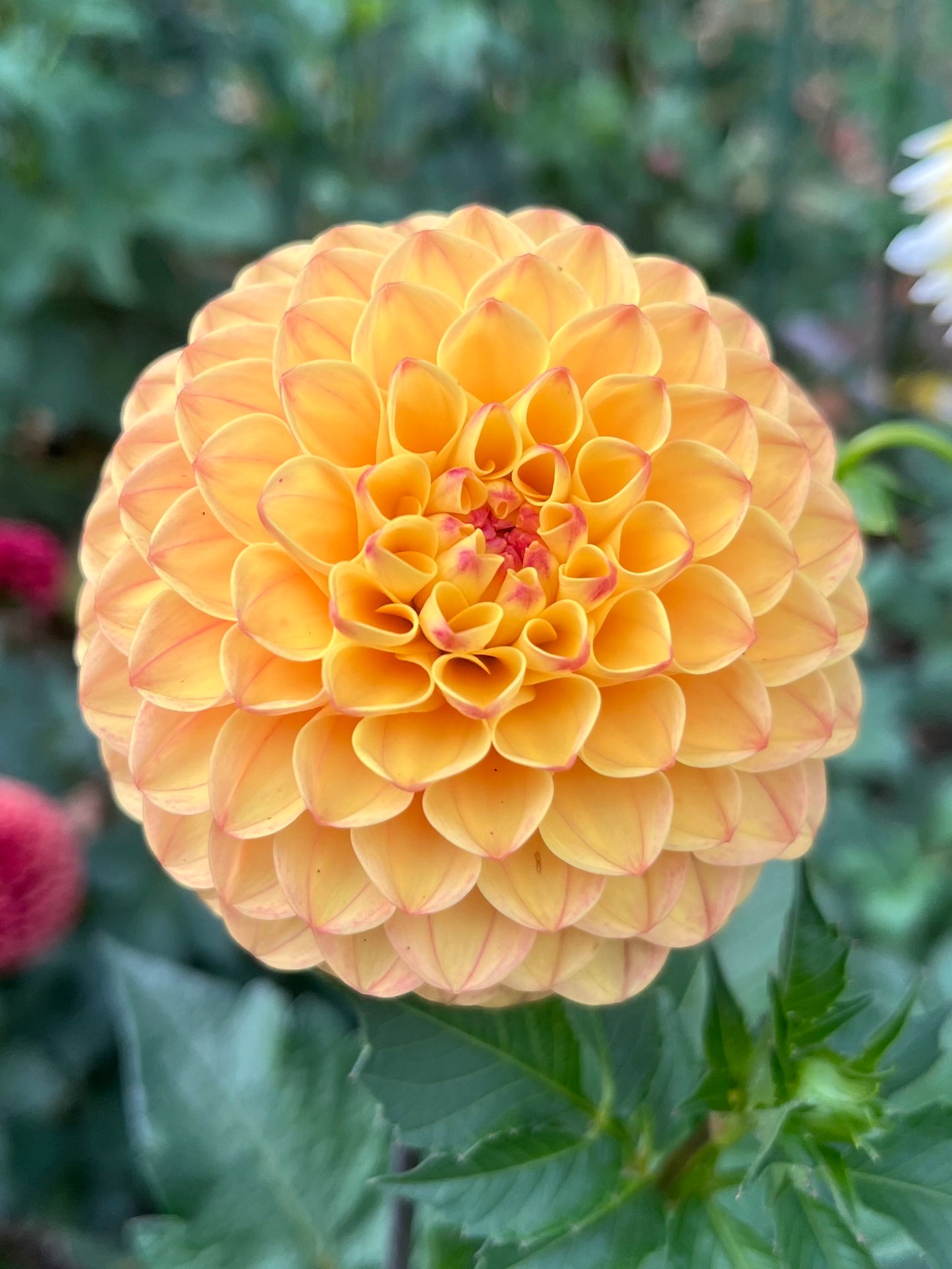 Clearview Butterscotch