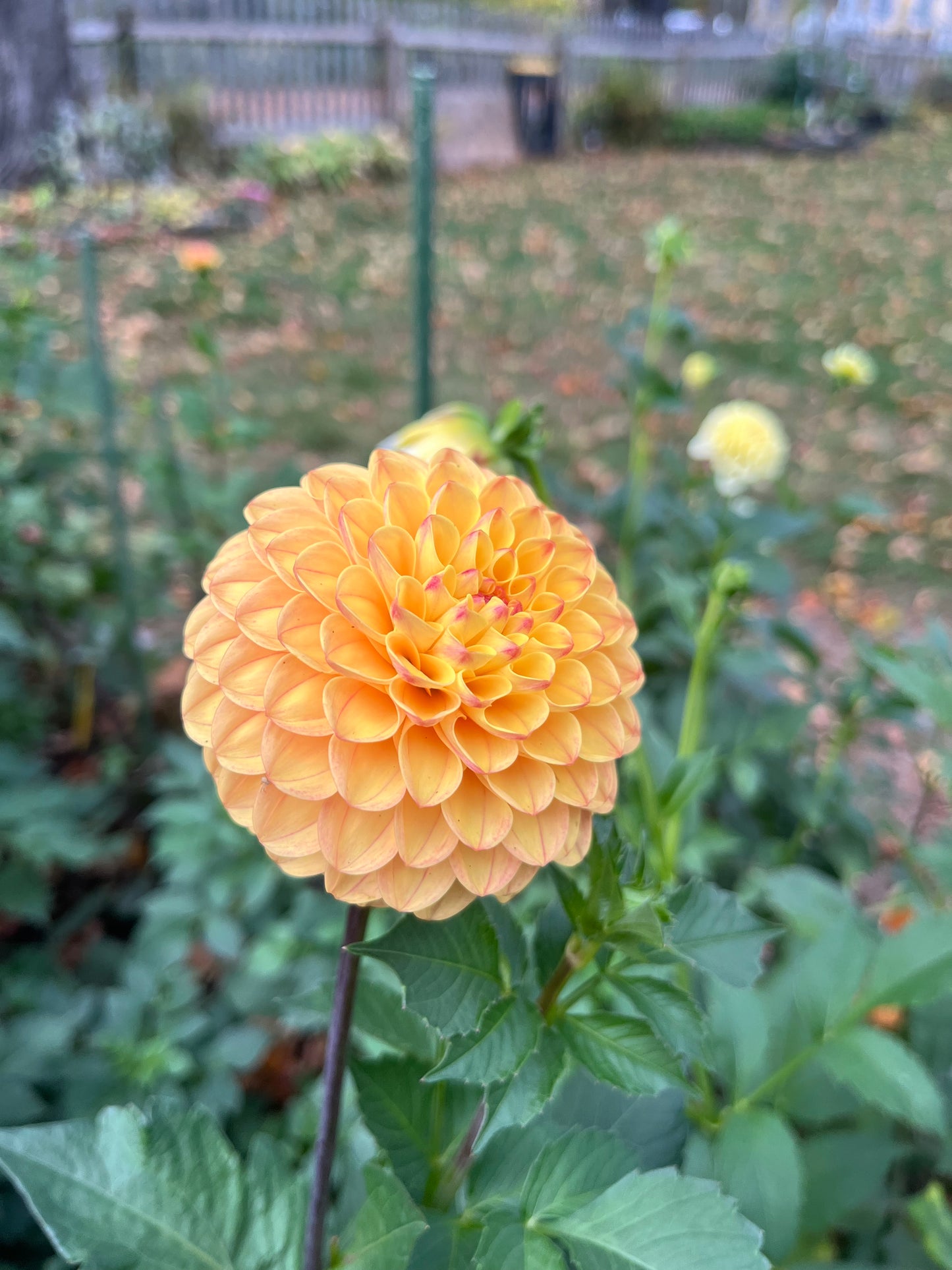 Clearview Butterscotch