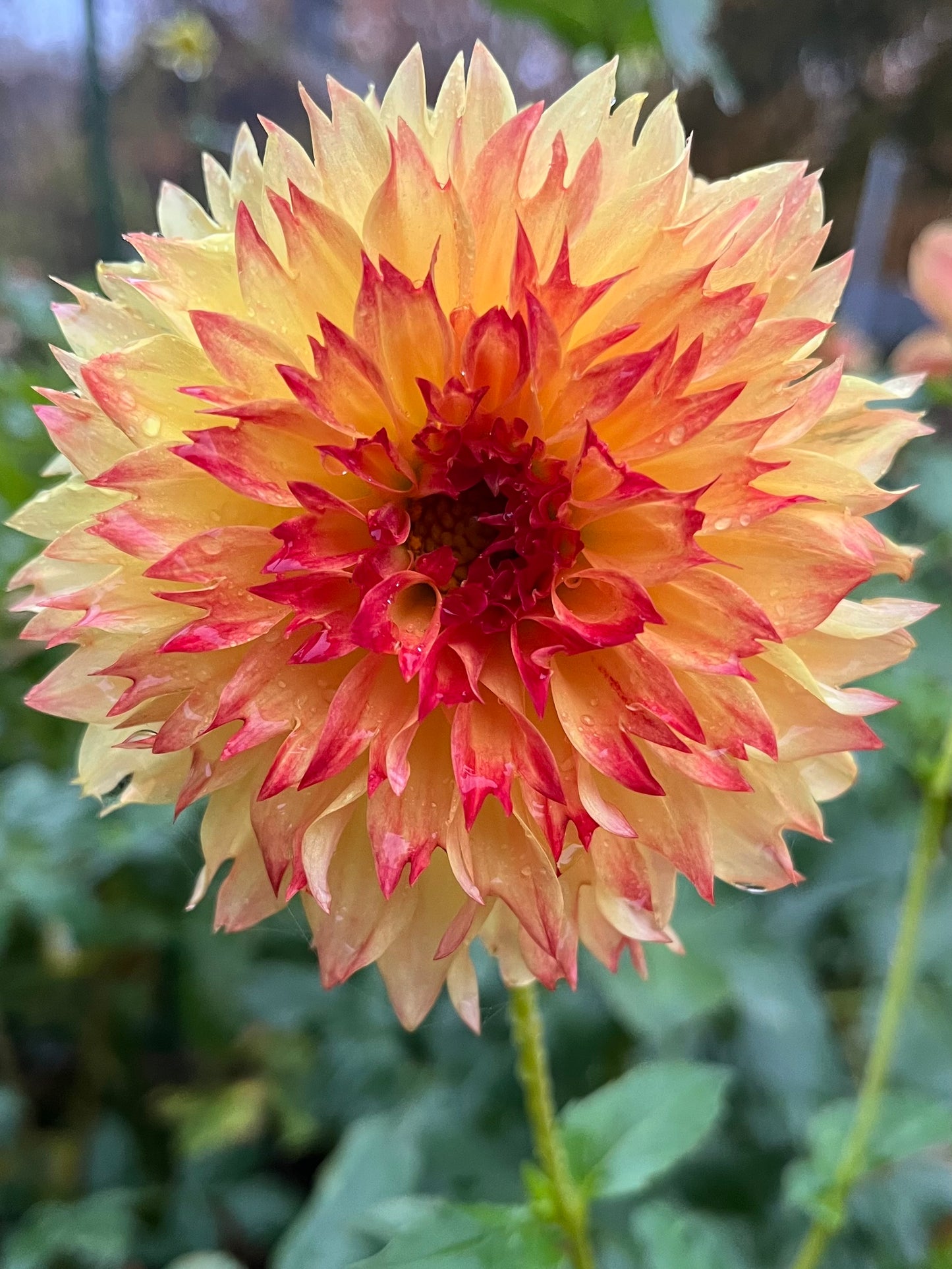 Bloomquist Georgia C