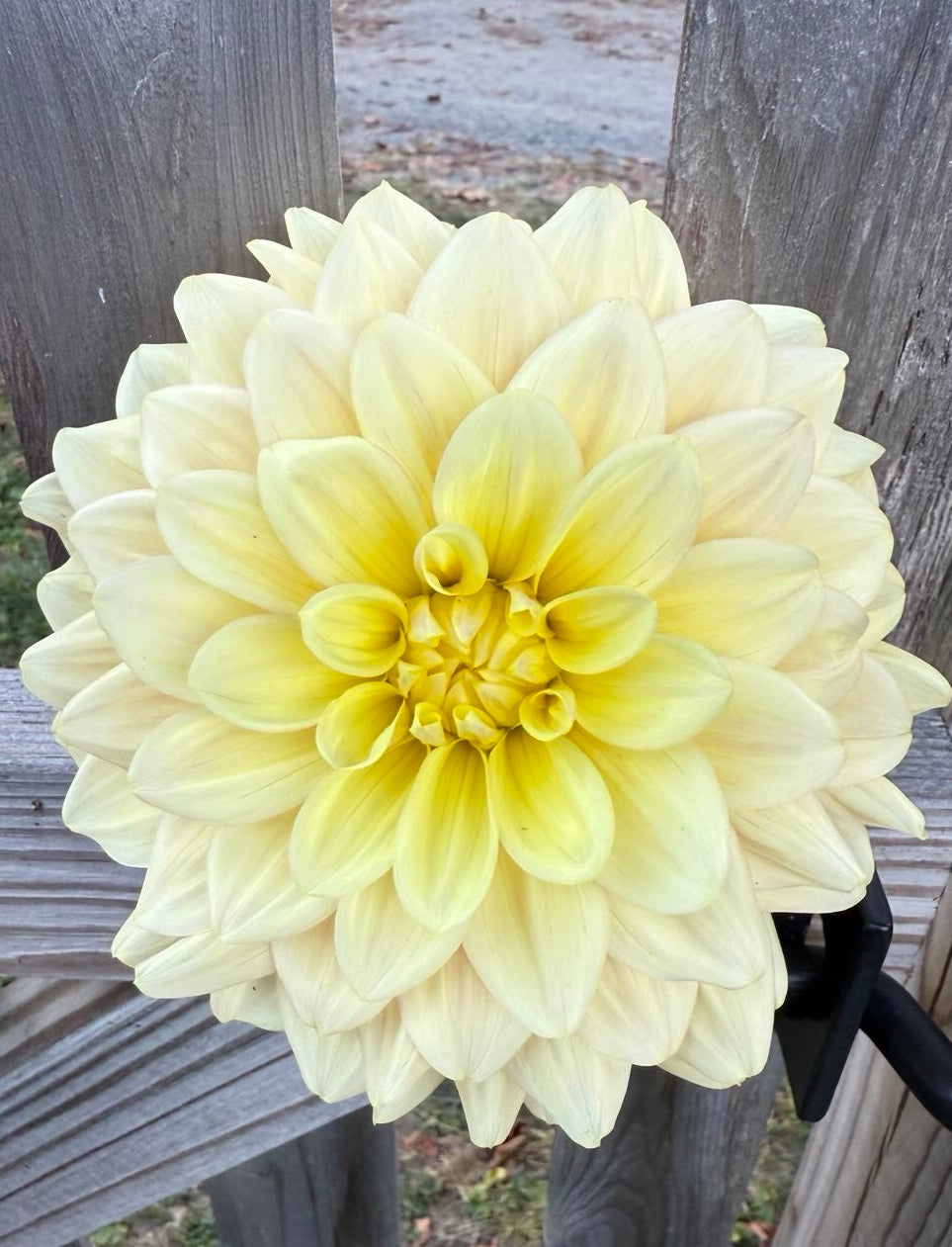 Wyn's New Pastel