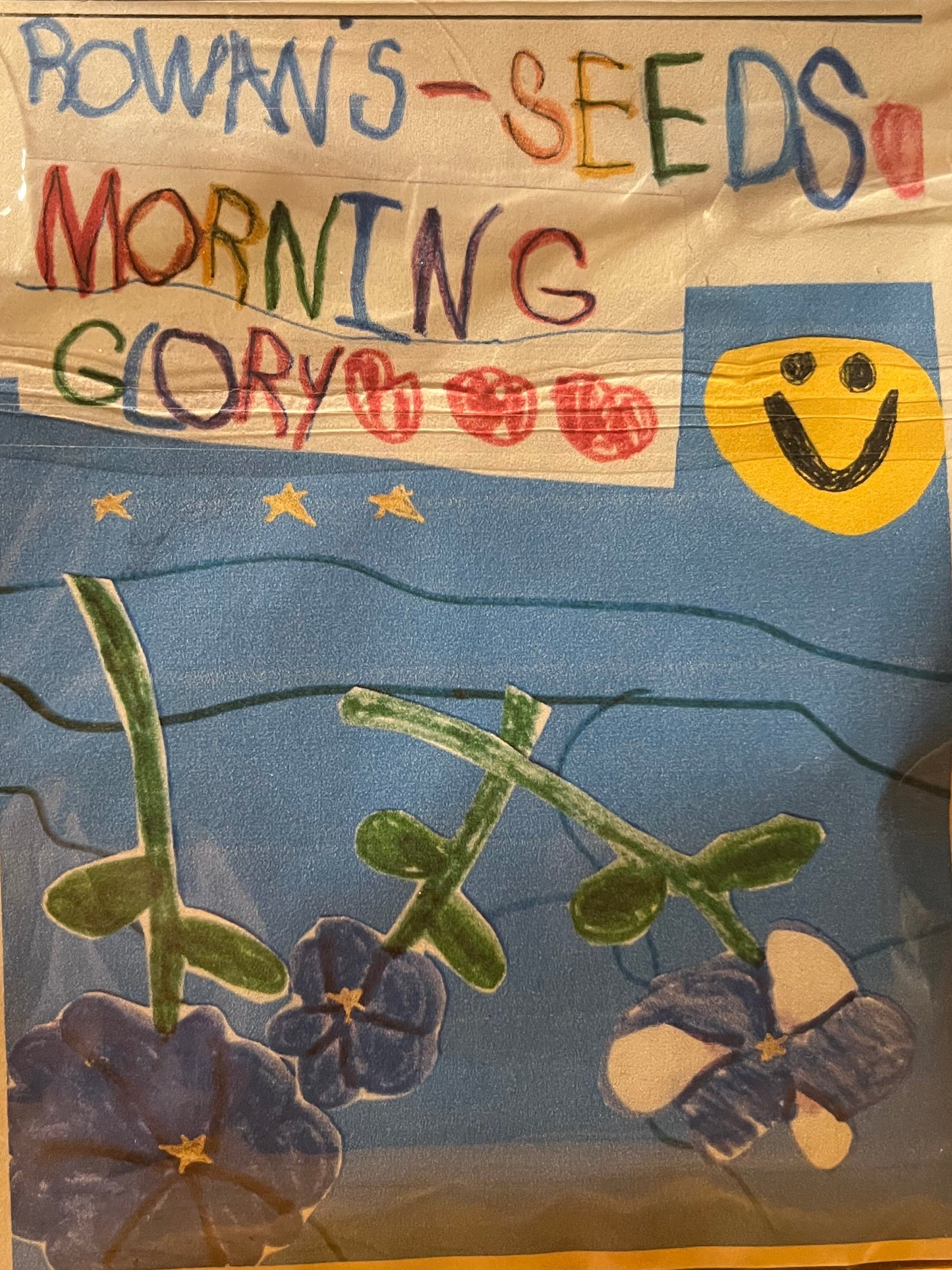 Rowan's Morning Glory Seeds