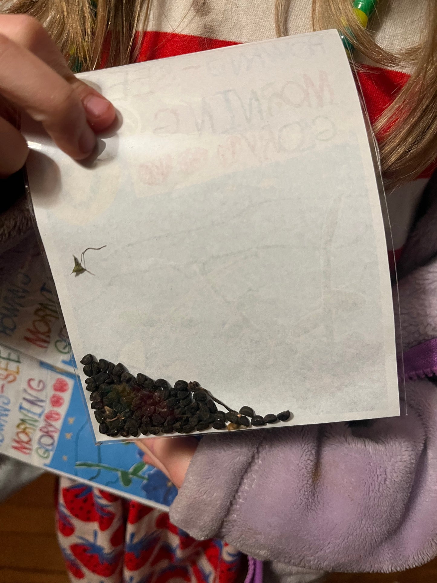Rowan's Morning Glory Seeds